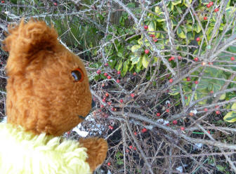 Yellow Teddy with cotoneaster berries