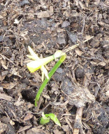 Lone daffodil