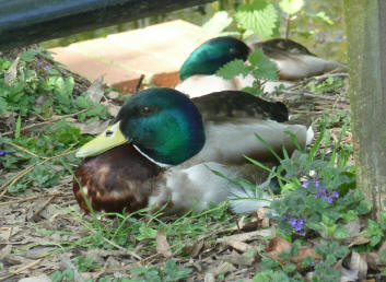 Mallard ducks resting