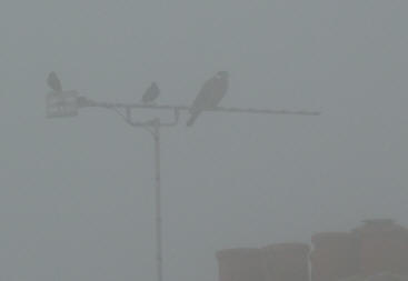 Birds on aerial in fog