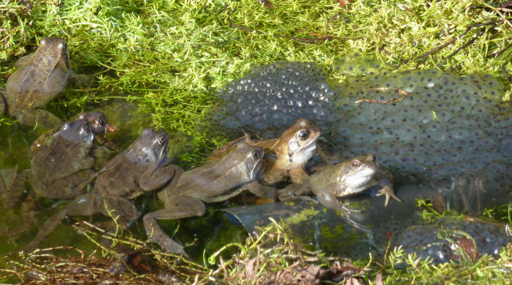A row of frogs with spawn