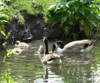 Geese and goslings on River Cray