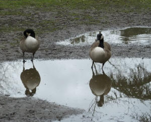 Priory Park geese in puddle