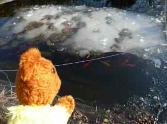Yellow Teddy inspecting the icy fish pond