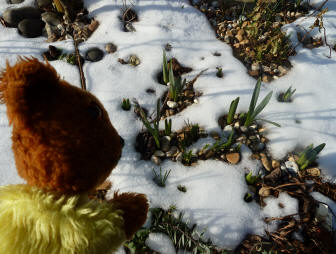 Yellow Teddy with daffodil and crocus buds