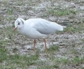 Seagull on muddy grass 2