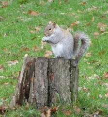 Priory Park squirrel on stump