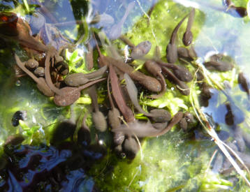 Tadpoles with tails