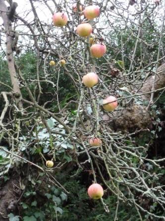 Winter apples on tree