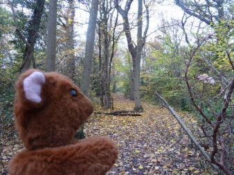 Brown Teddy in the woods