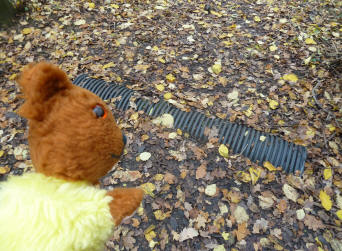 Yellow Teddy with drainage pipe