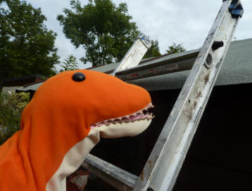 Dino holding ladder on shed roof