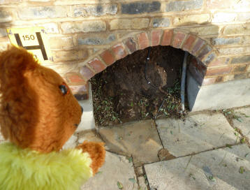 Yellow Teddy admiring brick wall with arch for tree roots