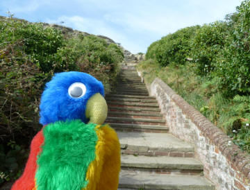 Blue Parrot and cliff steps