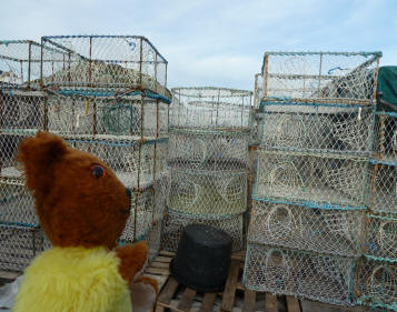 Yellow Teddy with lobster pots
