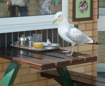 Seagull eating leftovers on cafe table
