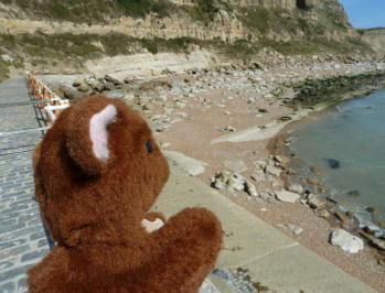 Brown Teddy at rocky end of Hastings cliffs
