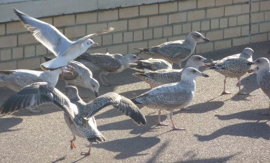 Crowd of seagulls