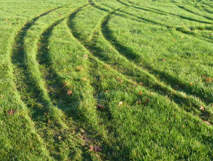 Car tracks in grass