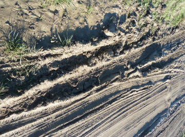 Car tracks dried in mud