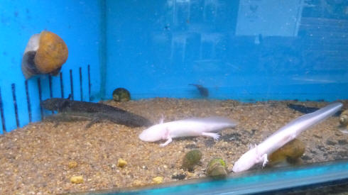 Polhill axolotls