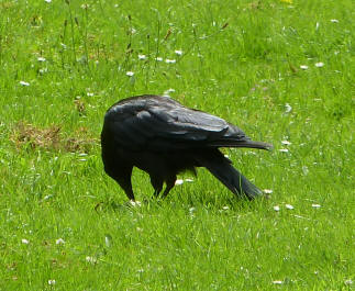Priory Park - crow with hard crust