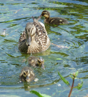Priory Park - Mother duck and ducklings