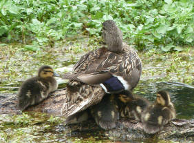 Mother duck and ducklings underneath