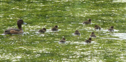 Tufted duck with babies