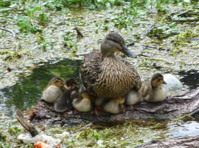 Ducklings under mother duck