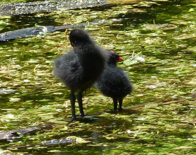 Priory Park - moorhen chicks standing on log in pond
