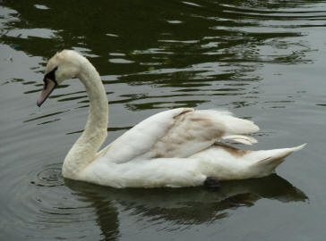Priory swan