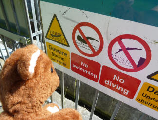 Brown Teddy reading the river sign