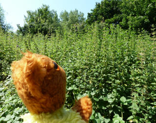 Yellow Teddy with the very tall nettles