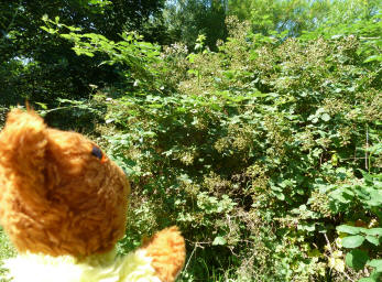 Yellow Teddy with big bramble thicket
