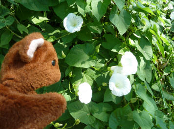 Brown Teddy with bindweed flowers