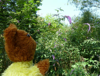 Yellow Teddy with buddleia bushes