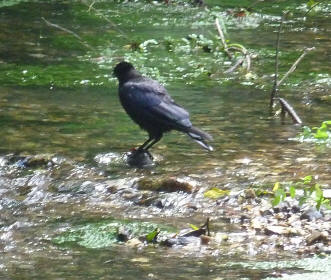Crow in River Cray