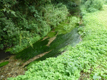 Flowing weed in River Cray