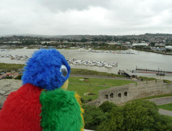 Blue Parrot looking over river from top of castle