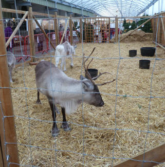 Ruxley reindeer