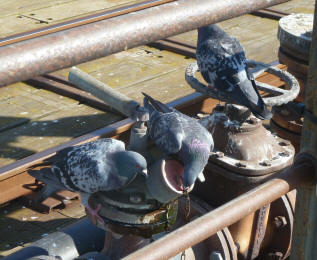 Pigeons drinking from leaking pipe on Southend Pier