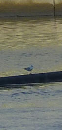 Seagull on barrier 2