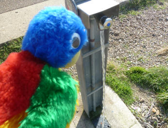 Blue Parrot with seafront drinking water tap