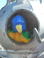 Blue Parrot with diver's helmet