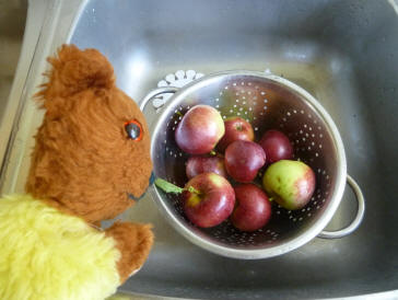 Yellow Teddy with windfall Spartan apples