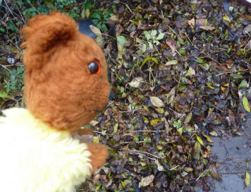 Yellow Teddy with swept up autumn leaves
