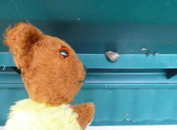 Yellow Teddy and snail in bike box