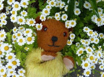 Yellow Teddy in feverfew flowers