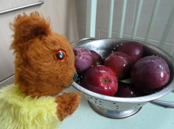Yellow Teddy with the last Spartan apples